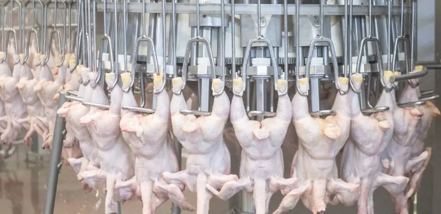 Marel Automates Poultry Evisceration Process for Cleaner, Higher-Quality Products